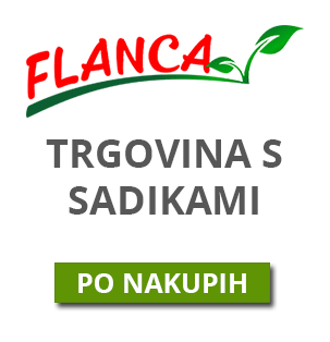 Velika izbira vrtnih sadik